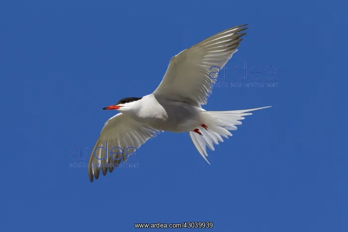  : Arctic Tern - adult bird in flight - Germany