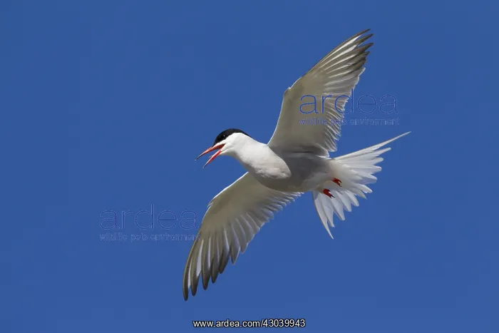  : Arctic Tern - adult bird in flight - Germany