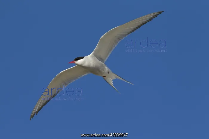  : Arctic Tern - adult bird in flight - Germany