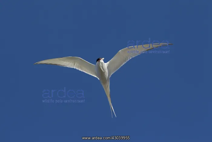  : Arctic Tern - adult bird in flight - Germany