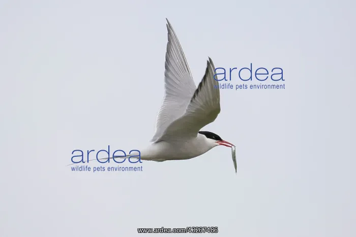  : Arctic Tern - adult bird in flight - Iceland