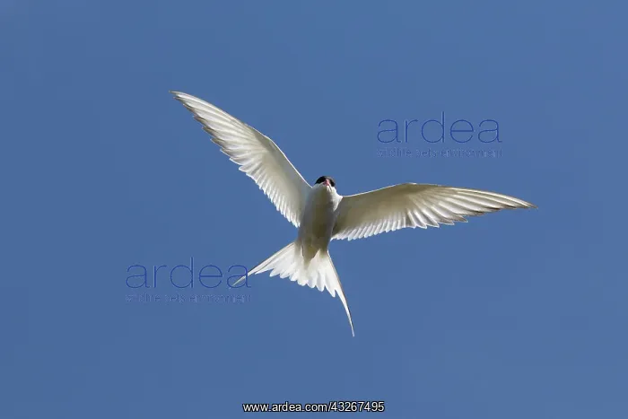 : Arctic Tern - adult bird in flight - Iceland : Arctic Tern - adult bird in flight - Iceland