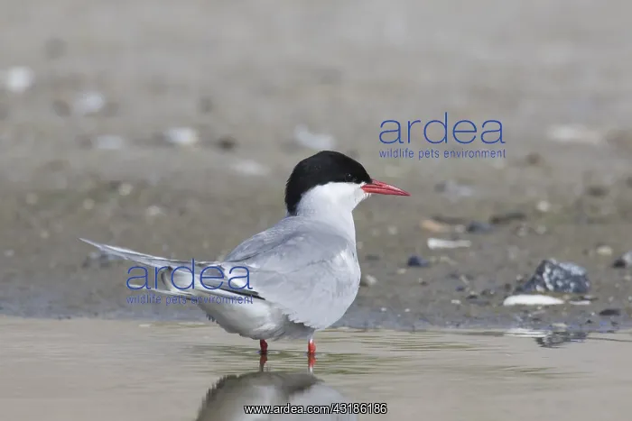 : Arctic Tern - adult bird - Germany : Arctic Tern - adult bird - Germany