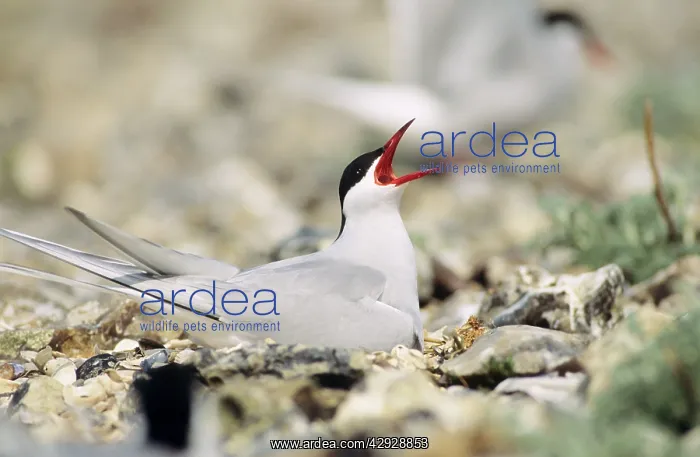 : Arctic TERN - Adult calling on nest : Arctic TERN - Adult calling on nest