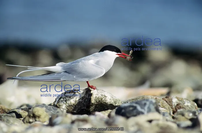 : Arctic TERN - Adult with shrimp in beak : Arctic TERN - Adult with shrimp in beak
