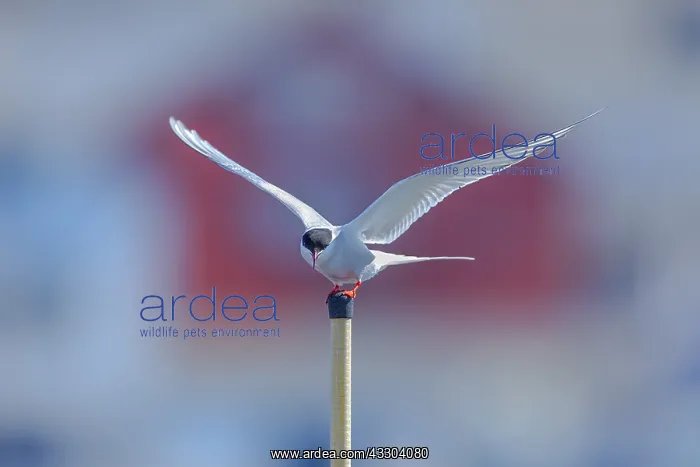 : Arctic tern - an adult tern about to start from : Arctic tern - an adult tern about to start from