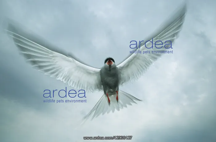 : Arctic Tern - Attacking Intruder : Arctic Tern - Attacking Intruder
