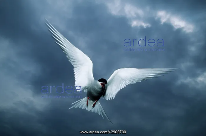 : Arctic Tern - Attacking Intruder : Arctic Tern - Attacking Intruder