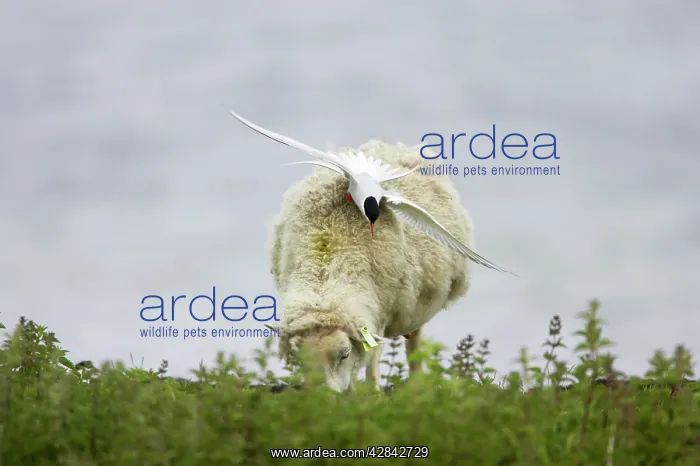 : Arctic Tern - attacking sheep that has entered : Arctic Tern - attacking sheep that has entered