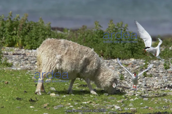 : Arctic Tern - attacking sheep that has entered : Arctic Tern - attacking sheep that has entered