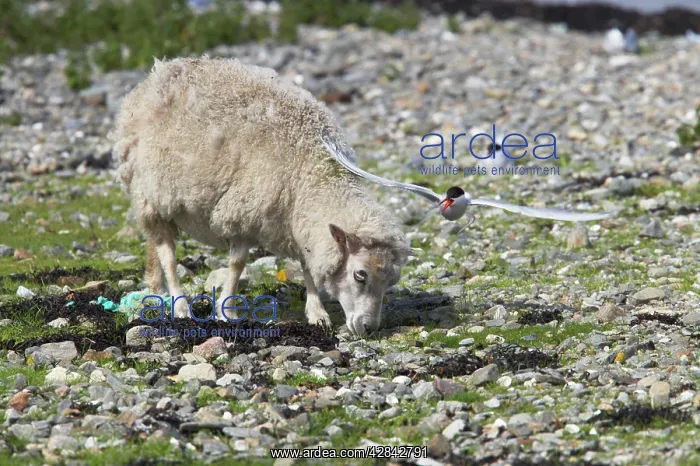: Arctic Tern - attacking sheep that has entered : Arctic Tern - attacking sheep that has entered