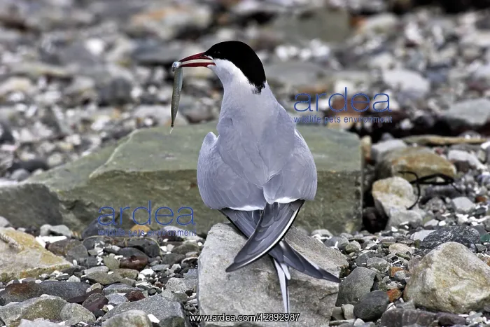 : Arctic Tern - backview with fish in beak : Arctic Tern - backview with fish in beak