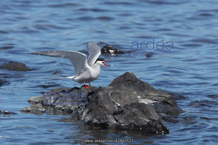 : Arctic Tern - calling : Arctic Tern - calling