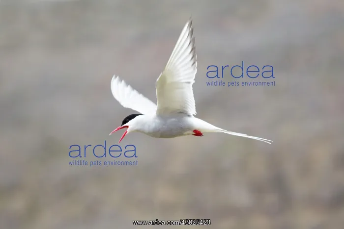 : Arctic Tern - calling in flight defending territory : Arctic Tern - calling in flight defending territory