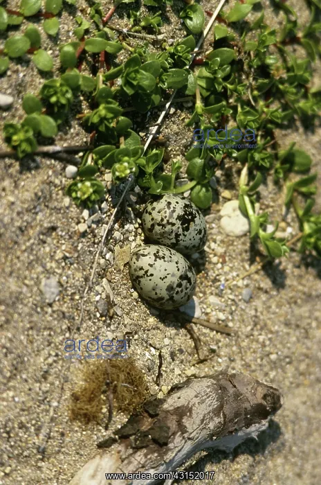 : Arctic Tern Eggs : Arctic Tern Eggs