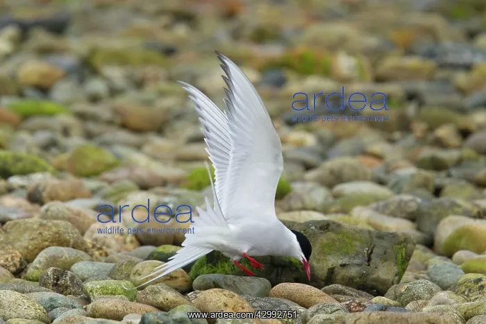: Arctic Tern - feeding on sand hoppers : Arctic Tern - feeding on sand hoppers