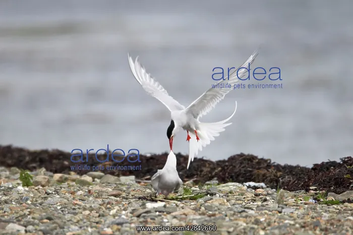 : Arctic Tern - fighting intruder from nest site : Arctic Tern - fighting intruder from nest site