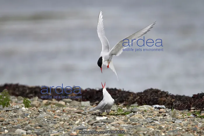: Arctic Tern - fighting intruder from nest site : Arctic Tern - fighting intruder from nest site