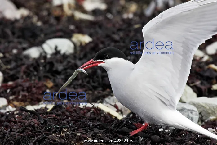 : Arctic Tern - with fish in beak : Arctic Tern - with fish in beak