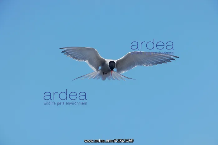 : Arctic Tern - fishing : Arctic Tern - fishing