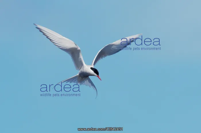 : Arctic Tern - fishing : Arctic Tern - fishing