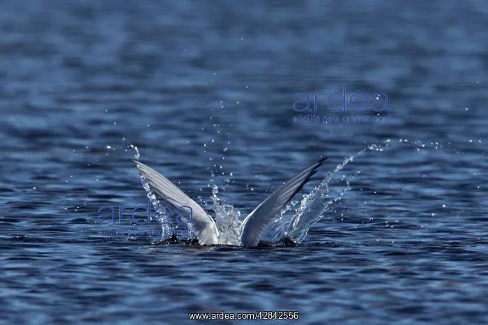 : Arctic Tern - fishing : Arctic Tern - fishing