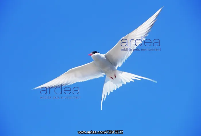  : Arctic TERN - in flight