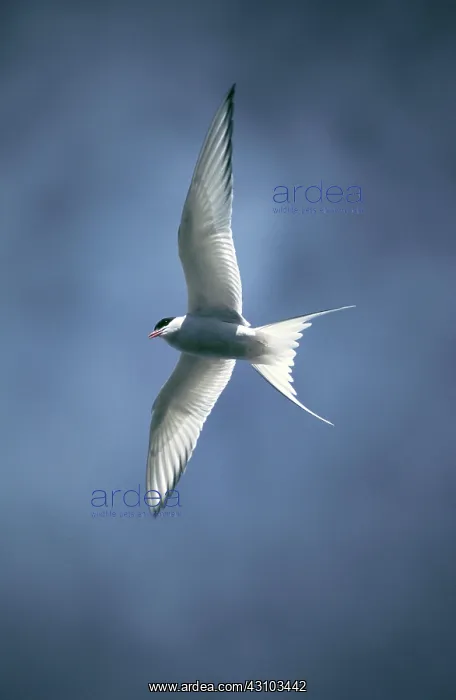 : Arctic Tern in flight : Arctic Tern in flight