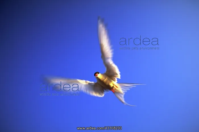 : Arctic tern in flight : Arctic tern in flight