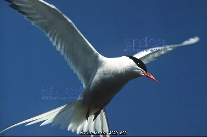 : ARCTIC TERN - in flight : ARCTIC TERN - in flight