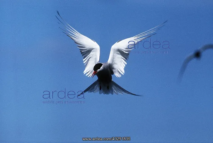 : ARCTIC TERN - in flight : ARCTIC TERN - in flight