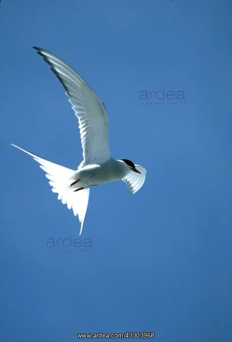 : ARCTIC TERN - in flight : ARCTIC TERN - in flight