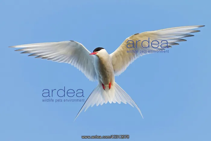 : Arctic Tern - in flight : Arctic Tern - in flight