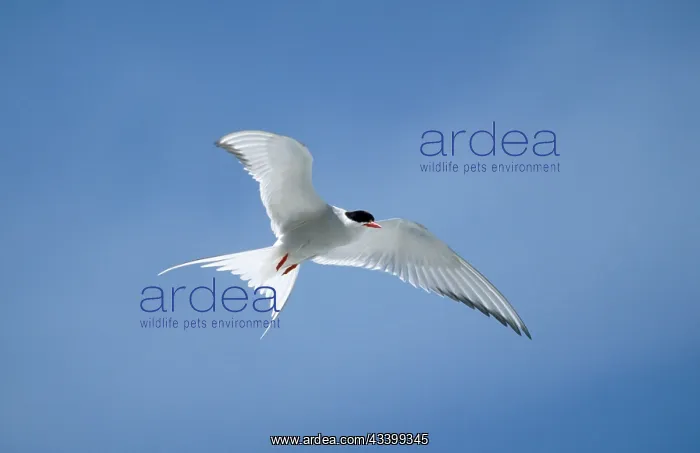 : Arctic Tern - in flight : Arctic Tern - in flight