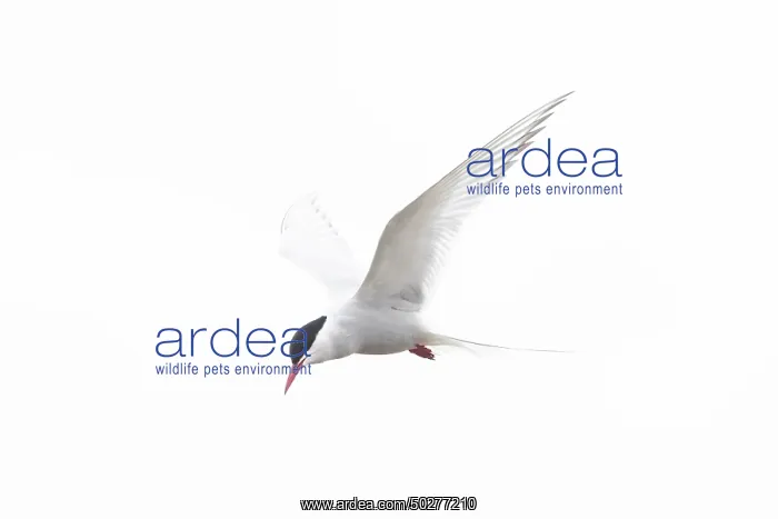 : Arctic Tern flight : Arctic Tern flight