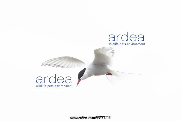  : Arctic Tern flight