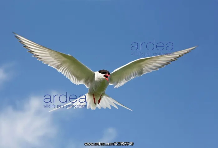 : Arctic Tern - in flight calling : Arctic Tern - in flight calling