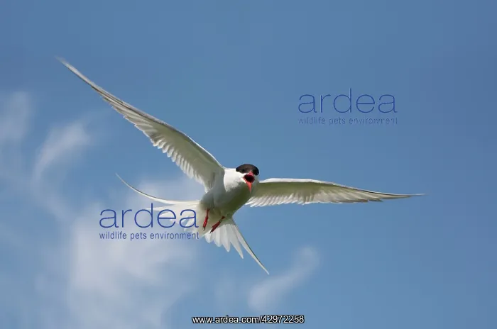: Arctic Tern - in flight calling - June : Arctic Tern - in flight calling - June