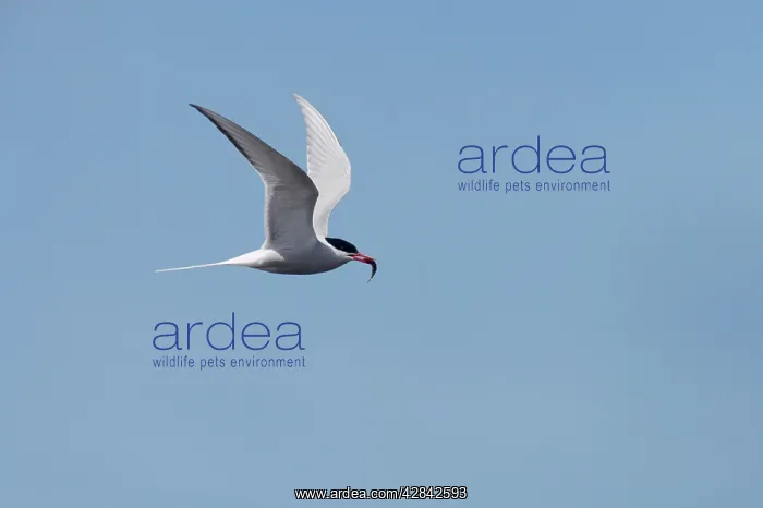 : Arctic Tern - in flight with fish : Arctic Tern - in flight with fish