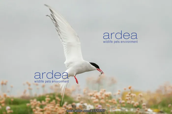 : Arctic Tern - in flight with fish in bill : Arctic Tern - in flight with fish in bill