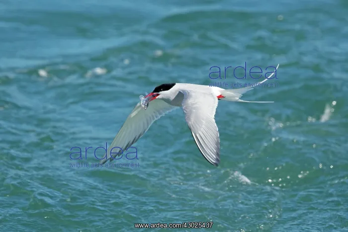 : Arctic Tern - in flight with fish prey in beak : Arctic Tern - in flight with fish prey in beak