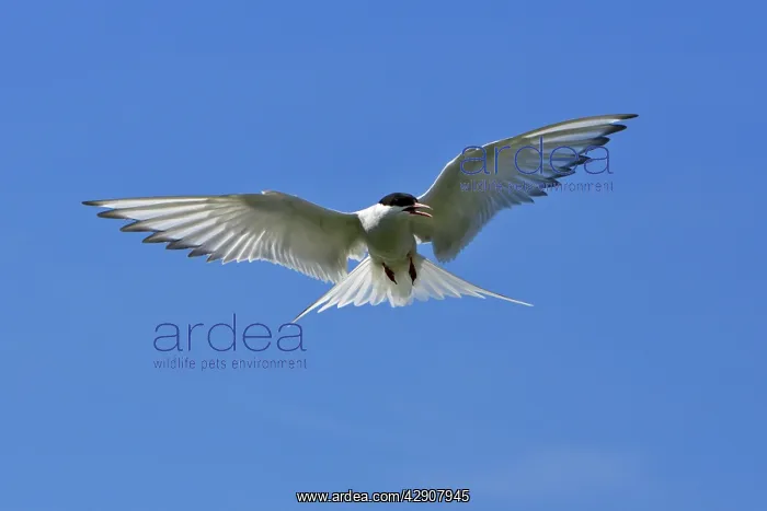 : Arctic Tern - in flight hovering, Farne Islands : Arctic Tern - in flight hovering, Farne Islands