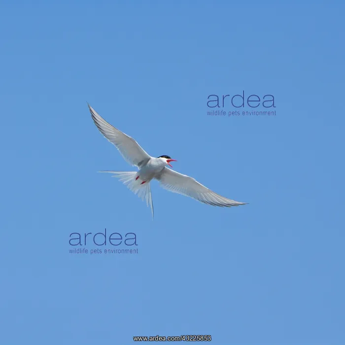 : Arctic Tern in flight in Iceland : Arctic Tern in flight in Iceland