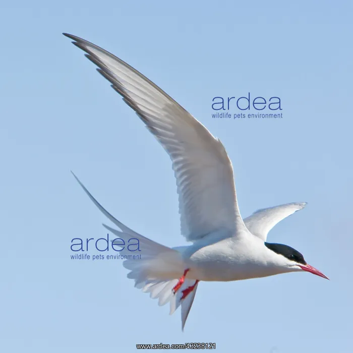 : Arctic Tern in flight in Iceland : Arctic Tern in flight in Iceland