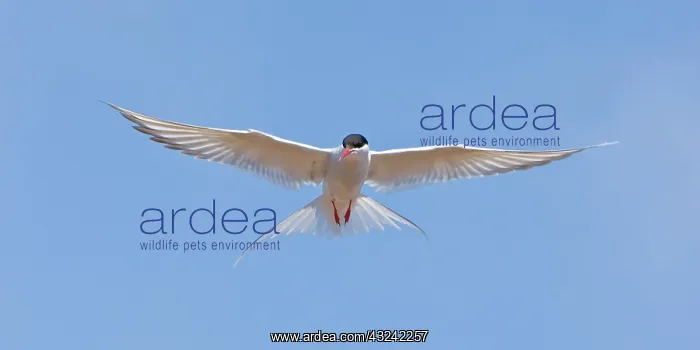 : Arctic Tern in flight in Iceland : Arctic Tern in flight in Iceland