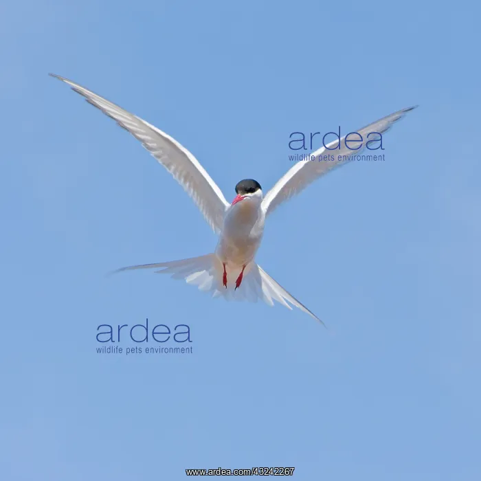 : Arctic Tern in flight in Iceland : Arctic Tern in flight in Iceland