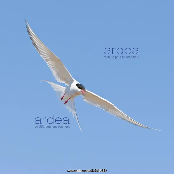 : Arctic Tern in flight in Iceland : Arctic Tern in flight in Iceland