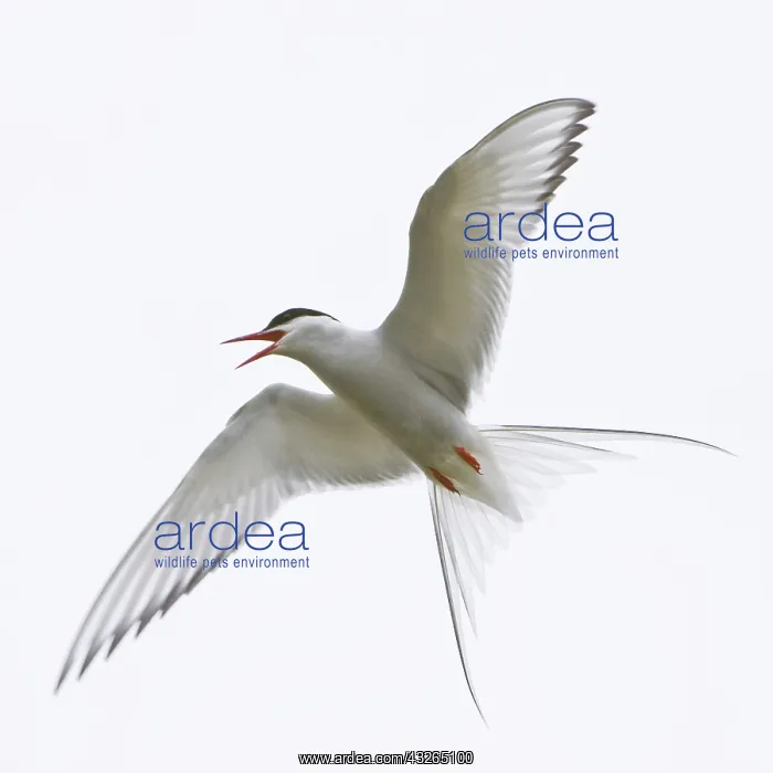 : Arctic Tern in flight in Iceland : Arctic Tern in flight in Iceland