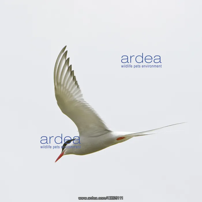 : Arctic Tern in flight in Iceland : Arctic Tern in flight in Iceland