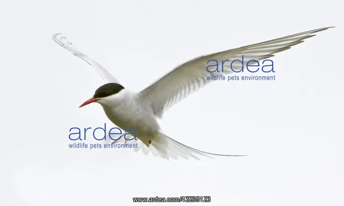 : Arctic Tern in flight in Iceland : Arctic Tern in flight in Iceland
